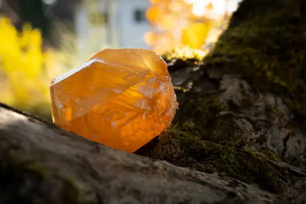 A backlit image of a honey calcite crystal in between two moss covered tree branches.