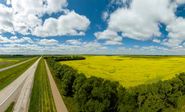Aerial Panoramic Picture of a Canola Field in Manitoba, Canada stock photo