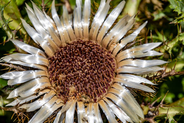 Thistles and chamomile plants in high mountains, Eryngium bourgatii and Santolina chamaecyparissus