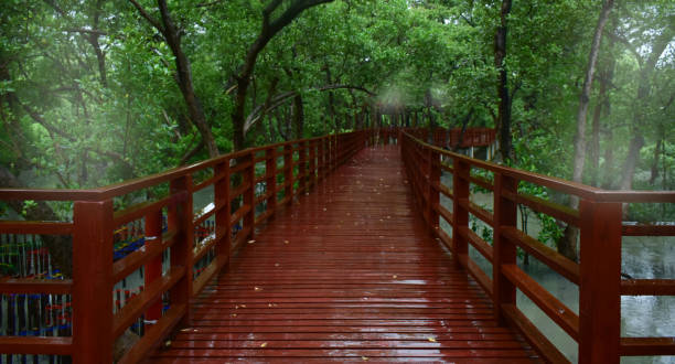 istock wooden bridge raining fog green trees 1441557347