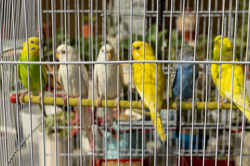 Colorful budgies in the cage for sale in a pet's shop