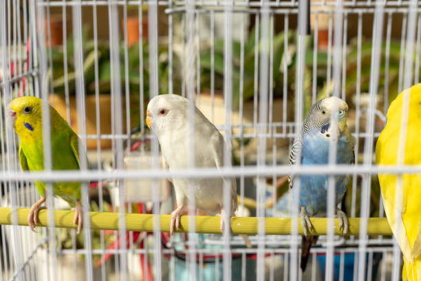 istock White albino red eye budgie in a cage. selective focus 1441558098