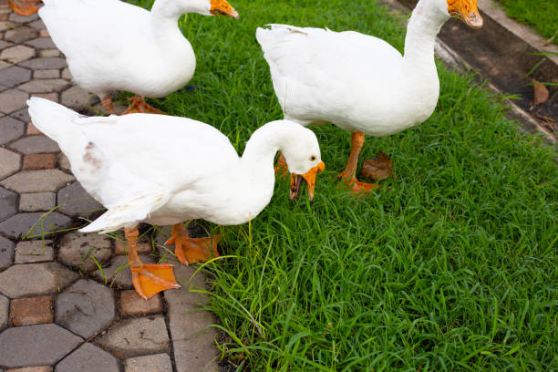 istock White gooses foraging in the park 1441560522