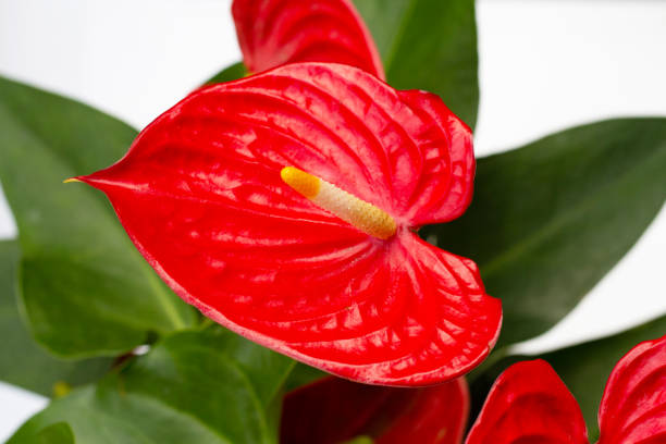 istock Flamingo flower or pigtail anthurium 1441560765