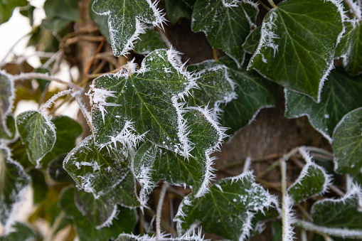 Hoar frost and ice crystals on green ivy leaves