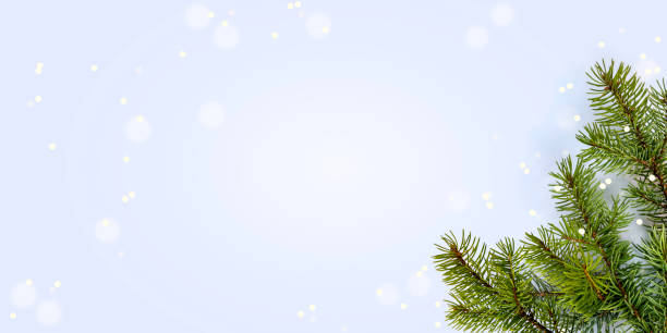 istock Winter background. Fir tree branches and bokeh on a blue background,flat lay,Copy space 1441564186