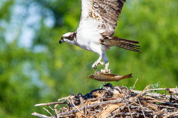 istock Flying osprey (Pandion haliaetus) bringing a fish for its hatchlings in the nest 1441564244