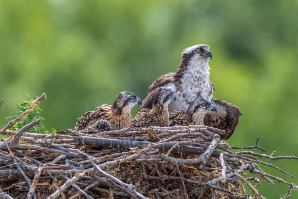 istock Osprey (Pandion haliaetus) with its hatchlings resting in the nest on the blurred  background 1441564257