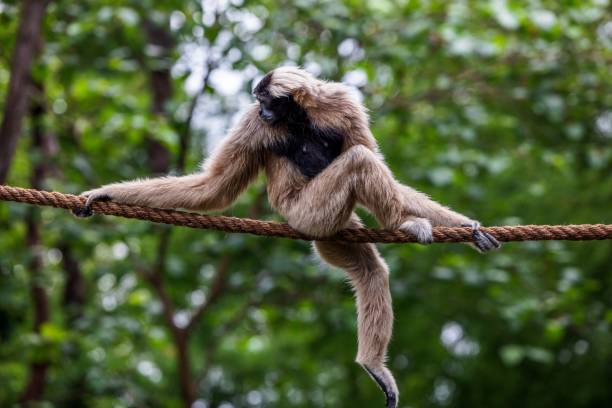 istock Cute Gibbon (Hylobatidae) sitting on a rope with trees in the background 1441564300