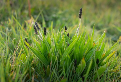 A closeup shot of a green Ribwort Plantain (Plantago lanceolata) on the blurred background