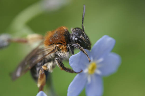 Macro shot of a tree bumblebee on a Forget-Me-Not flower A macro shot of a tree bumblebee on a Forget-Me-Not flower bombus hypnorum pictures stock pictures, royalty-free photos & images