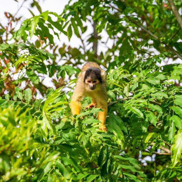 istock Black-capped squirrel monkey on the green branches of a tree 1441564431