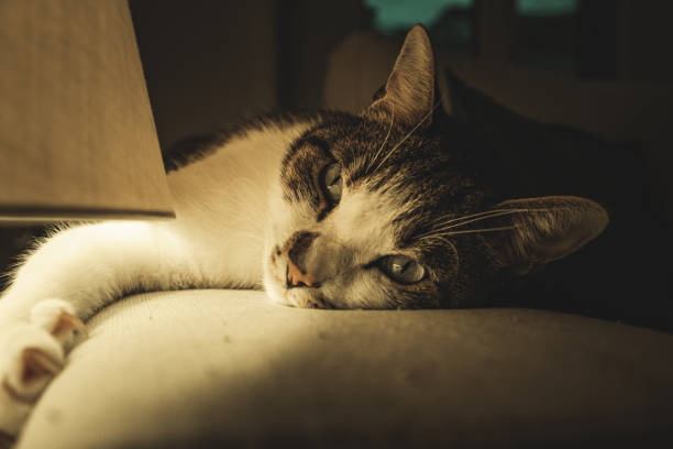 istock Selective focus shot of a lying cat with open eyes - perfect for background 1441564610