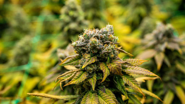 istock Flowers from an indoor cannabis grow 1441564711