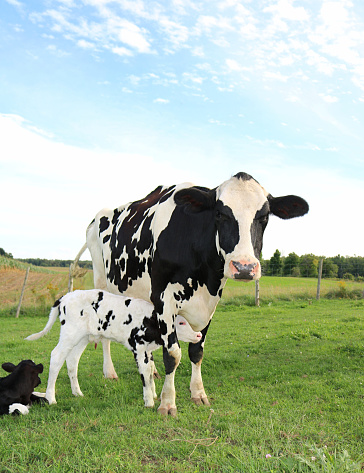 A vertical shot of a Holstein cow standing near its calves on the farm