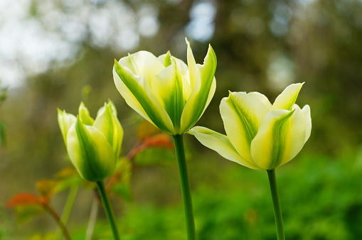 Green tulips against the light