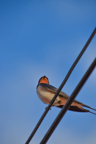 A low angle shot a barn swallow (Rustica Hirundo) on a fence wire against a blue sky