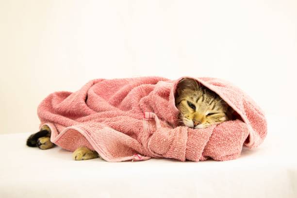 istock Cute kitten sleeping covered in pink blankets 1441565429