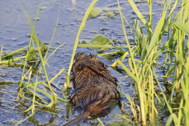 High angle shot of a muskrat in a swamp with green long grass out of water A high angle shot of a muskrat in a swamp with green long grass out of water ondatra zibethicus stock pictures, royalty-free photos & images