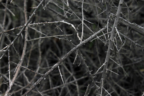 istock Closeup shot dried leaves 1441565552