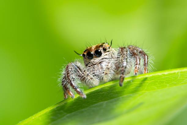 istock Macro shot of spider on green leaf 1441565611