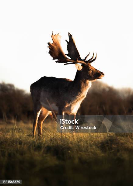 Deer Lit By The Sunset Stock Photo - Download Image Now - Animal, Antler, Brown