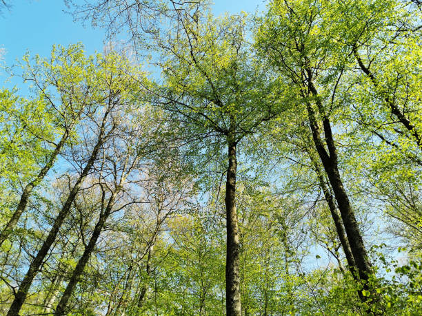 istock Low angle shot of green trees in Bokeskogen in Larvik, Norway 1441565812
