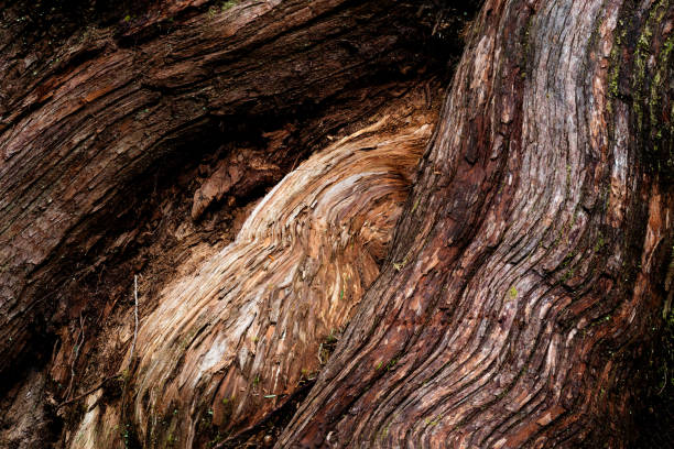 Western Red Cedar at Jurassic Grove near Port Renfrew, Vancouver Island, BC Canada A Western Red Cedar at Jurassic Grove near Port Renfrew, Vancouver Island, BC Canada port renfrew stock pictures, royalty-free photos & images
