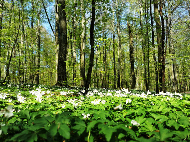 Blooming white flowers and green trees during spring in Bokeskogen, Norway