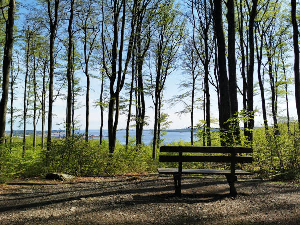 A bench in the springtime Bokeskogen in Larvik, Norway