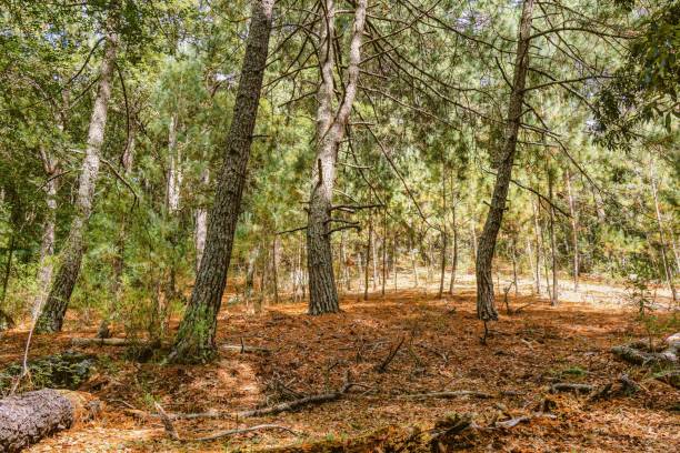 istock Fores full of green trees with sunlight 1441565981
