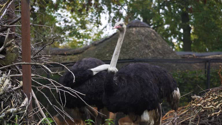 Closeup shot of two ostriches in the zoo