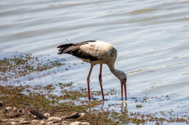 istock Stork looking for food in the lake 1441566363