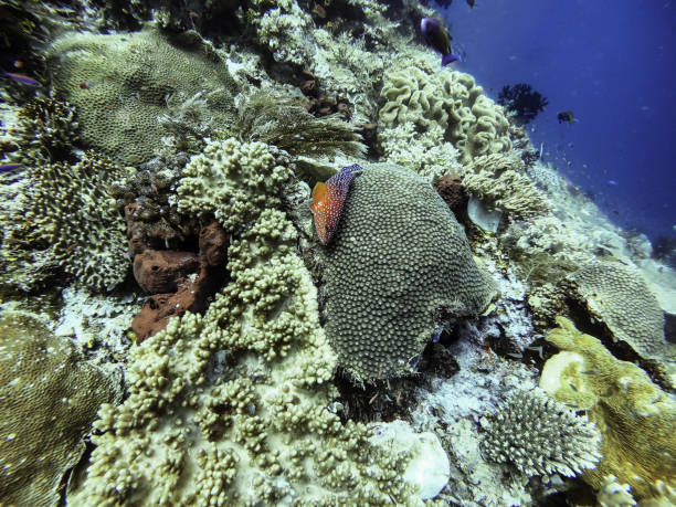 istock Horizontal background of beautiful marine life with interesting creatures 1441566418