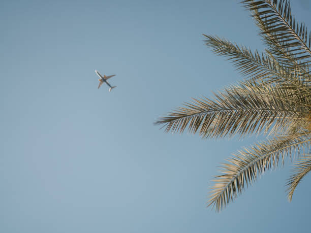istock Low angle shot of palm tree branches and a plane flying in a blue cloudless sky iZanzibar island 1441566730