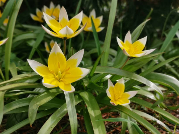 Selective focus shot of yellow Late tulip flowering plants growing in the garden A selective focus shot of yellow Late tulip flowering plants growing in the garden tulipa tarda stock pictures, royalty-free photos & images