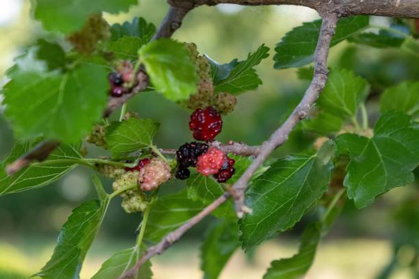 istock Selective focus shot of wild mulberry tree 1441566871