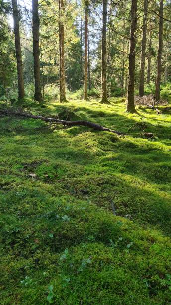 istock Vertical shot of a sunny forest 1441567046