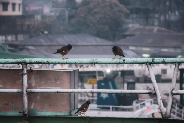 istock Closeup shot of blackbirds perched on an iron railing 1441567155