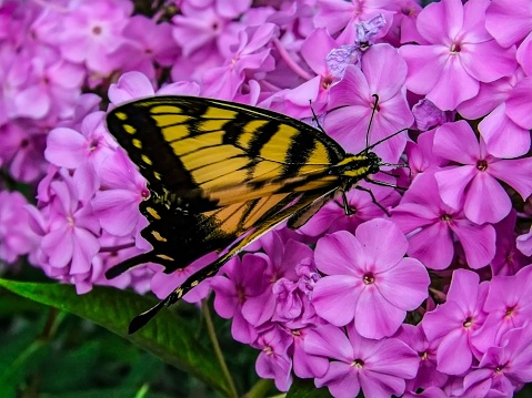 A closeup shot of a Swallowtail butterfly on pink hydrangeas