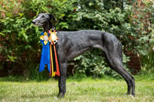 A beautiful Spanish Greyhound at a dog show