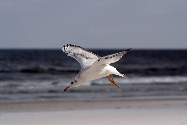 istock Closeup shot of a seagull flying over a sandy seashore 1441567578