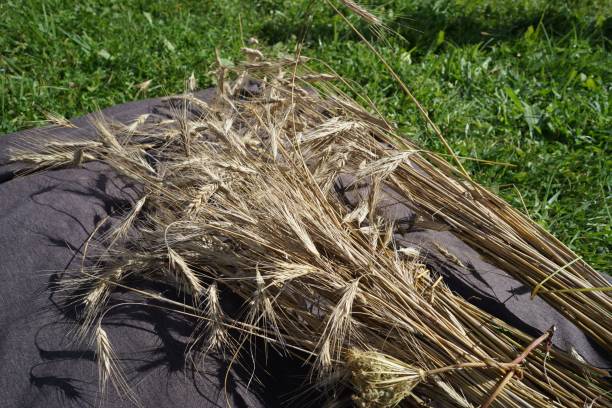 istock Bundle of harvested wheat on a sack texture 1441567670