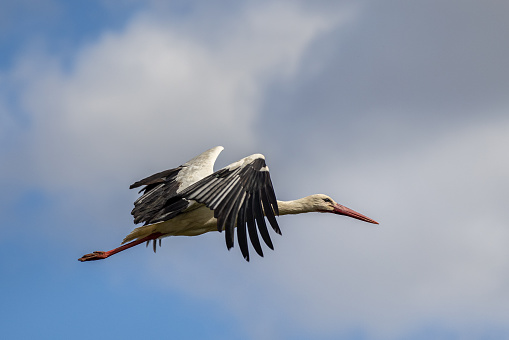 A closeup shot of a stork flying in a blue sky