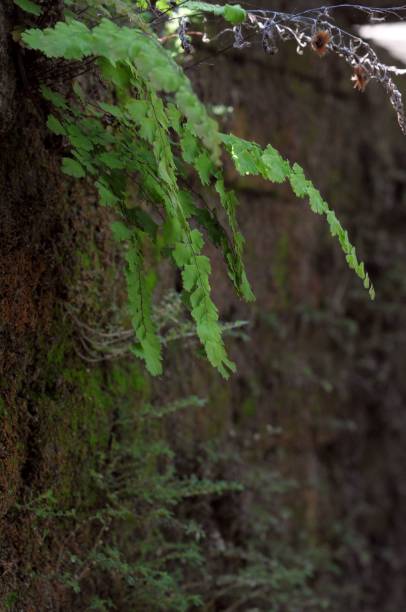istock Vertical closeup of a wall covered with green plants and moss 1441568456