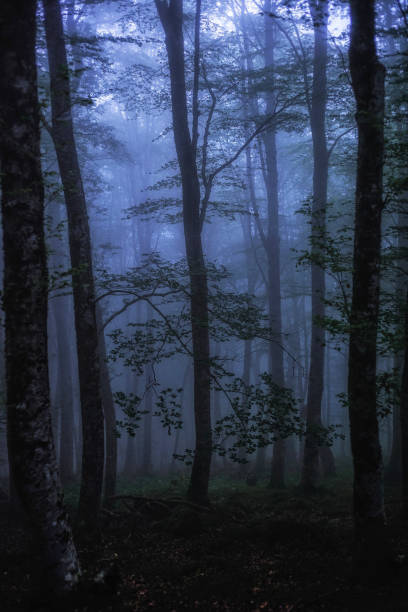 istock Mesmerizing shot of a dark gloomy forest in blue evening light 1441568607
