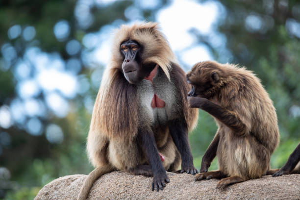 istock Cute monkey in its natural habitat in summer 1441568639