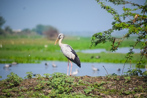 A closeup of an Oriental stork standing on green grass against a lake