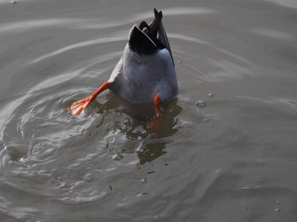 A funny scene of a gull diving upside down