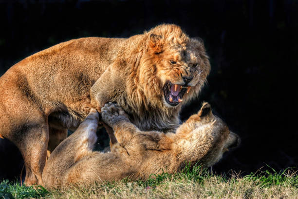 A pair of lions in a zoo